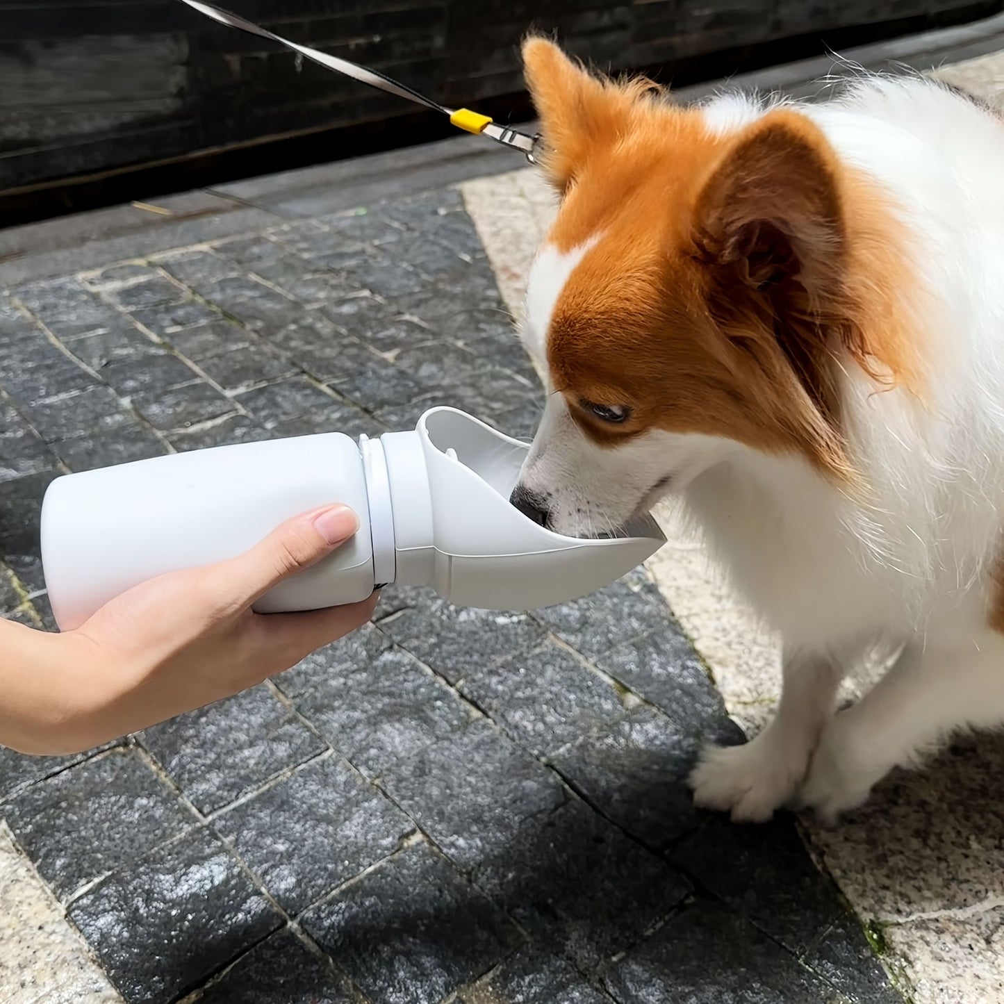 Portable Dog Water Bottle - Blue