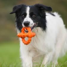 Major Dog Octopus Retrieval Ball