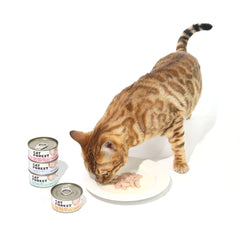 CAT FOREST Classic Tuna White Meat With Whitebait In Gravy Cat Canned Food 85G X 24