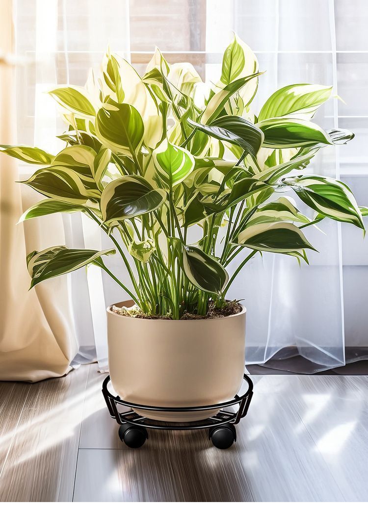 Round Plant Caddy with Wheels - Black
