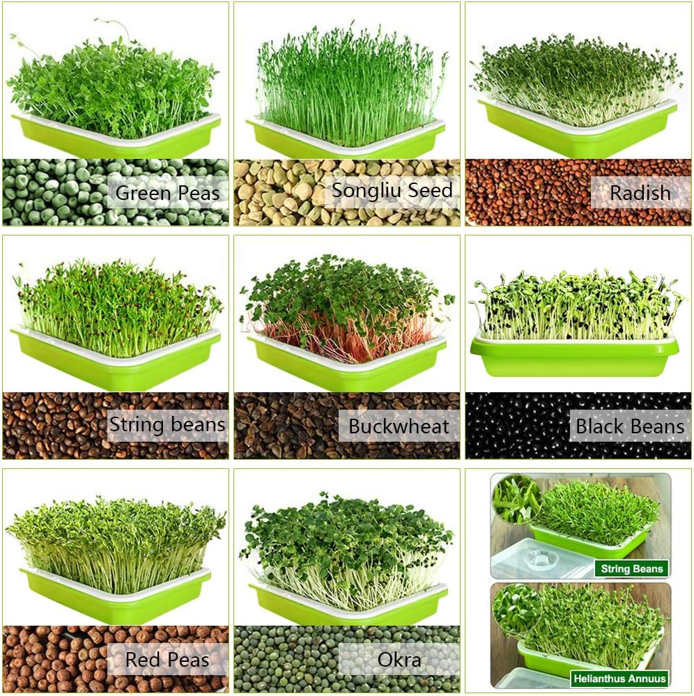 Seed Sprouter Trays - 2 Pack