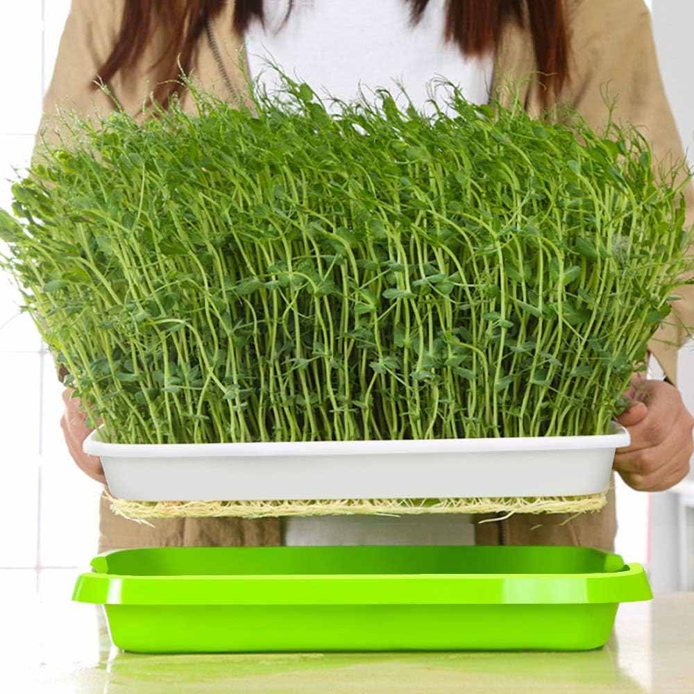 Seed Sprouter Trays - 2 Pack