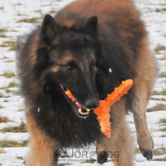 Major Dog Whirl