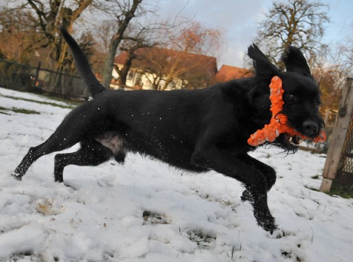 Major Dog Whirl
